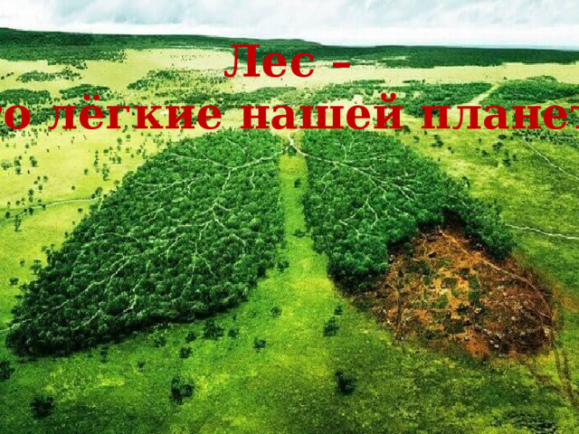 Лес – это лёгкие нашей планеты         