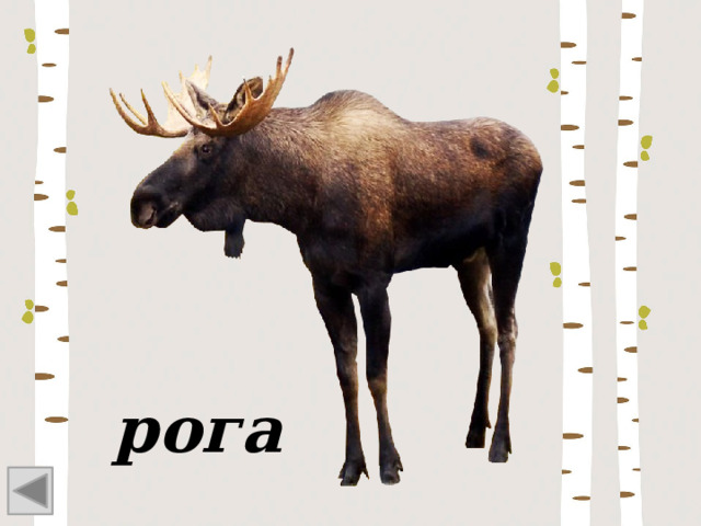 рога 