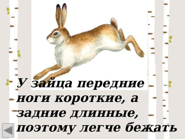 У зайца передние ноги короткие, а задние длинные, поэтому легче бежать в гору, а с горы кубарем 