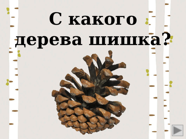 С какого дерева шишка? 