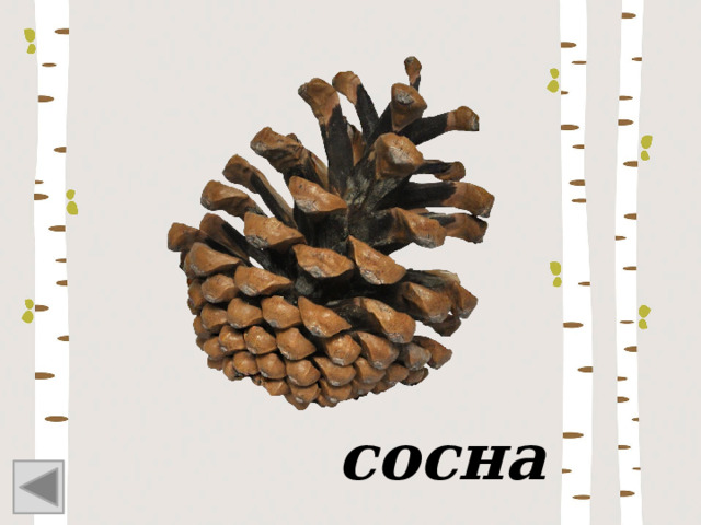 сосна 
