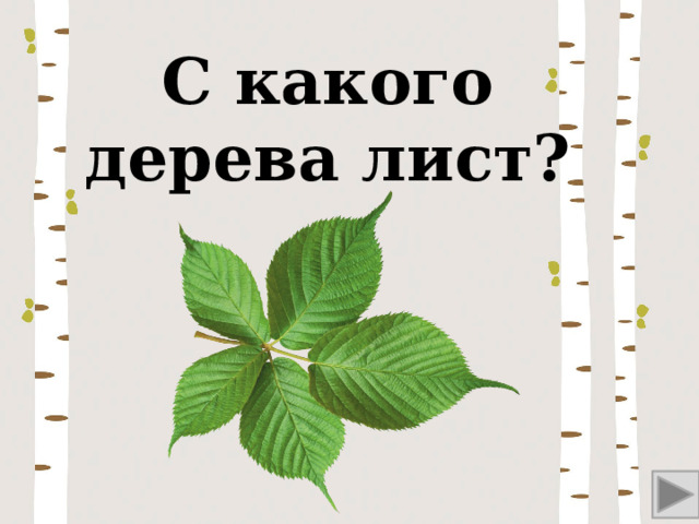 С какого дерева лист? 