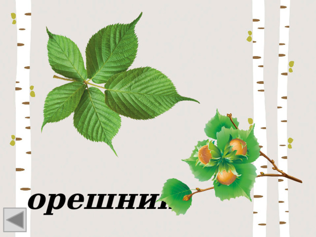 орешник 