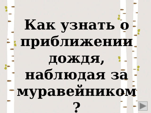 Как узнать о приближении дождя, наблюдая за муравейником? 