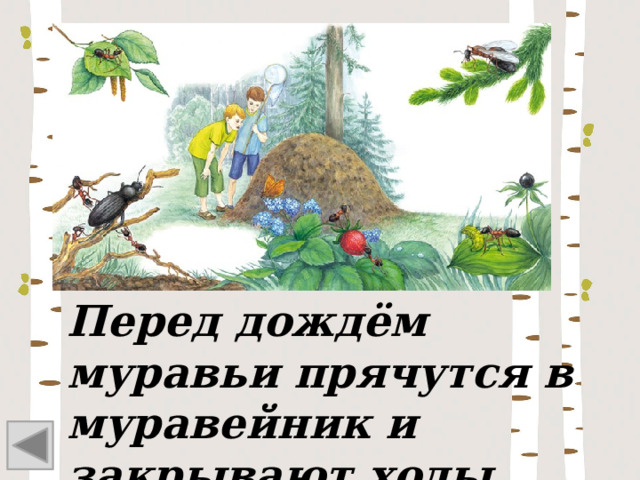 Перед дождём муравьи прячутся в муравейник и закрывают ходы. 