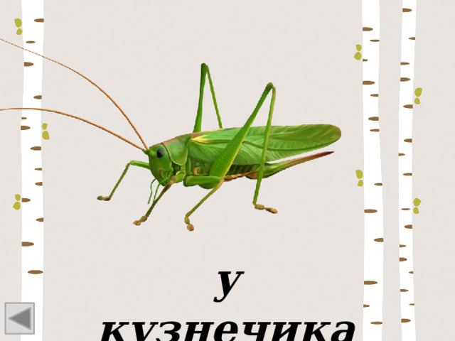 у кузнечика 