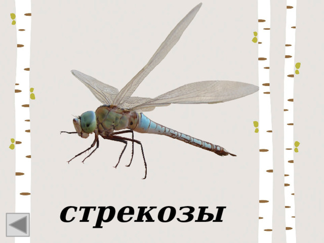стрекозы 