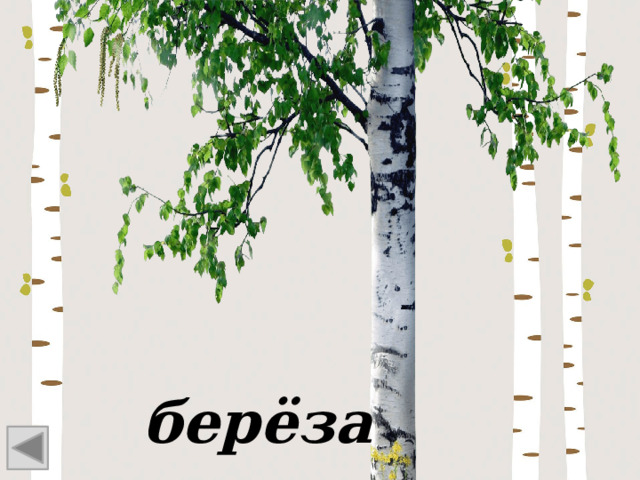 берёза 