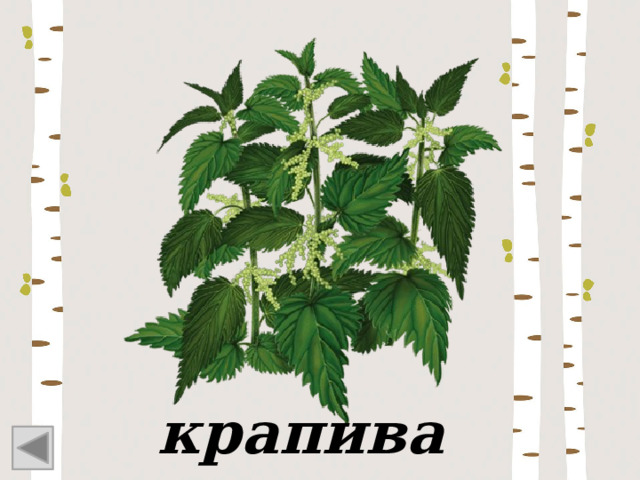 крапива 