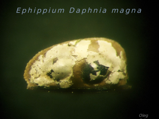 Ephippium Daphnia magna Oleg Orlov 