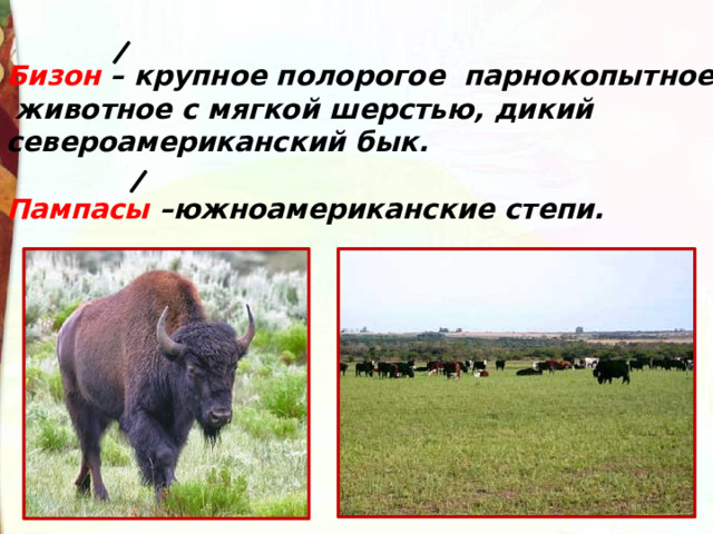 Бизон – крупное полорогое парнокопытное  животное с мягкой шерстью, дикий североамериканский бык. Пампасы –южноамериканские степи. 