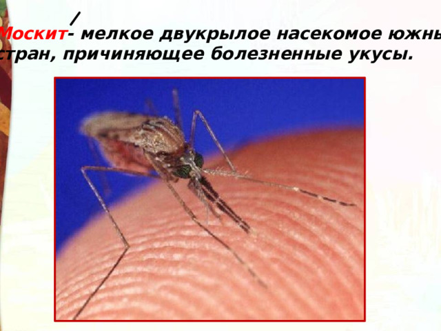Москит - мелкое двукрылое насекомое южных стран, причиняющее болезненные укусы. 
