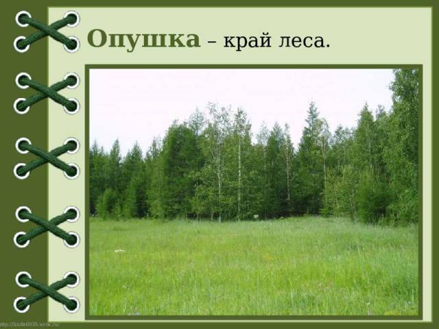 Опушка – край леса. 
