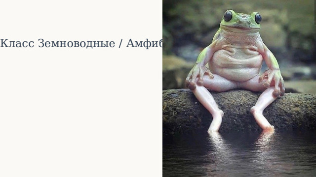  Класс Земноводные / Амфибии 