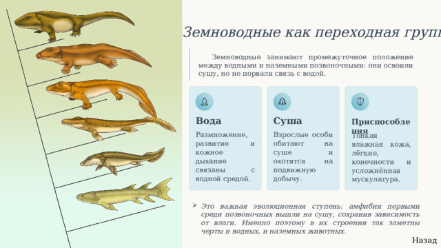  Земноводные как переходная группа Земноводные занимают промежуточное положение между водными и наземными позвоночными: они освоили сушу, но не порвали связь с водой. Вода Приспособления Суша Размножение, развитие и кожное дыхание связаны с водной средой. Взрослые особи обитают на суше и охотятся на подвижную добычу. Тонкая влажная кожа, лёгкие, конечности и усложнённая мускулатура. Это важная эволюционная ступень: амфибии первыми среди позвоночных вышли на сушу, сохранив зависимость от влаги. Именно поэтому в их строении так заметны черты и водных, и наземных животных. Назад 