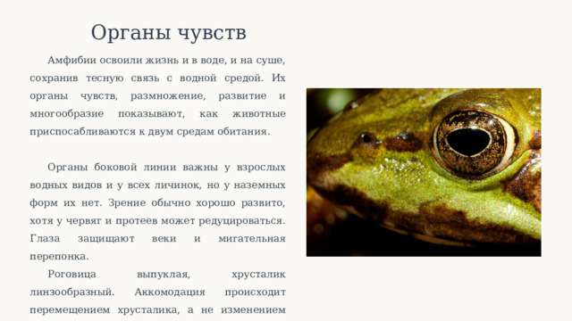  Органы чувств Амфибии освоили жизнь и в воде, и на суше, сохранив тесную связь с водной средой. Их органы чувств, размножение, развитие и многообразие показывают, как животные приспосабливаются к двум средам обитания. Органы боковой линии важны у взрослых водных видов и у всех личинок, но у наземных форм их нет. Зрение обычно хорошо развито, хотя у червяг и протеев может редуцироваться. Глаза защищают веки и мигательная перепонка. Роговица выпуклая, хрусталик линзообразный. Аккомодация происходит перемещением хрусталика, а не изменением его формы. Земноводные в основном реагируют на подвижные объекты. 