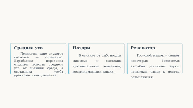  Среднее ухо Ноздри Резонатор Появилось одно слуховое косточка — стремечко. Барабанная перепонка отделяет полость среднего уха от внешней среды, а евстахиева труба уравновешивает давление. В отличие от рыб, ноздри сквозные и выстланы чувствительным эпителием, воспринимающим запахи. Горловой мешок у самцов некоторых бесхвостых амфибий усиливает звуки, привлекая самок к местам размножения. 