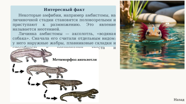  Интересный факт Некоторые амфибии, например амбистомы, на личиночной стадии становятся половозрелыми и приступают к размножению. Это явление называется неотенией. Личинка амбистомы — аксолотль, «водяная собака». Сначала его считали отдельным видом: у него наружные жабры, плавниковые складки и способность к регенерации хвоста и конечностей. Назад 