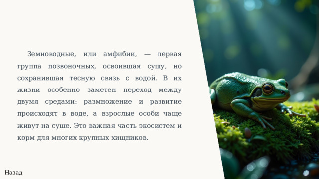  Земноводные, или амфибии, — первая группа позвоночных, освоившая сушу, но сохранившая тесную связь с водой. В их жизни особенно заметен переход между двумя средами: размножение и развитие происходят в воде, а взрослые особи чаще живут на суше. Это важная часть экосистем и корм для многих крупных хищников. Назад 