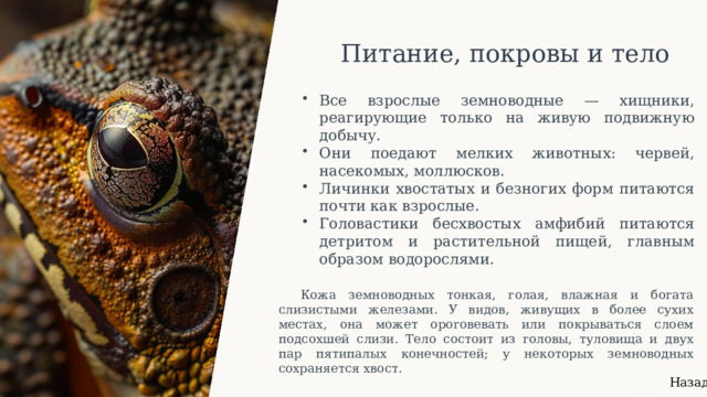  Питание, покровы и тело Все взрослые земноводные — хищники, реагирующие только на живую подвижную добычу. Они поедают мелких животных: червей, насекомых, моллюсков. Личинки хвостатых и безногих форм питаются почти как взрослые. Головастики бесхвостых амфибий питаются детритом и растительной пищей, главным образом водорослями. Кожа земноводных тонкая, голая, влажная и богата слизистыми железами. У видов, живущих в более сухих местах, она может ороговевать или покрываться слоем подсохшей слизи. Тело состоит из головы, туловища и двух пар пятипалых конечностей; у некоторых земноводных сохраняется хвост. Назад 