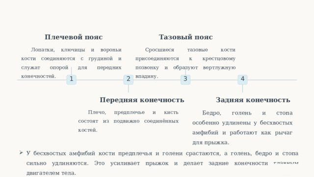  Плечевой пояс Тазовый пояс Сросшиеся тазовые кости присоединяются к крестцовому позвонку и образуют вертлужную впадину. Лопатки, ключицы и вороньи кости соединяются с грудиной и служат опорой для передних конечностей. 2 3 1 4 Передняя конечность Задняя конечность Плечо, предплечье и кисть состоят из подвижно соединённых костей. Бедро, голень и стопа особенно удлинены у бесхвостых амфибий и работают как рычаг для прыжка. У бесхвостых амфибий кости предплечья и голени срастаются, а голень, бедро и стопа сильно удлиняются. Это усиливает прыжок и делает задние конечности главным двигателем тела. 