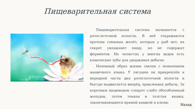  Пищеварительная система Пищеварительная система начинается с ротоглоточной полости. В неё открываются протоки слюнных желёз, которых у рыб нет; их секрет увлажняет пищу, но не содержит ферментов. На челюстях у многих видов есть конические зубы для удержания добычи. Наземный образ жизни связан с появлением мышечного языка. У лягушек он прикреплён к передней части дна ротоглоточной полости и быстро выдвигается вперёд, приклеивая добычу. За коротким пищеводом следует слабо обособленный желудок, затем тонкая и толстая кишка, заканчивающиеся прямой кишкой и клоакой. Назад 
