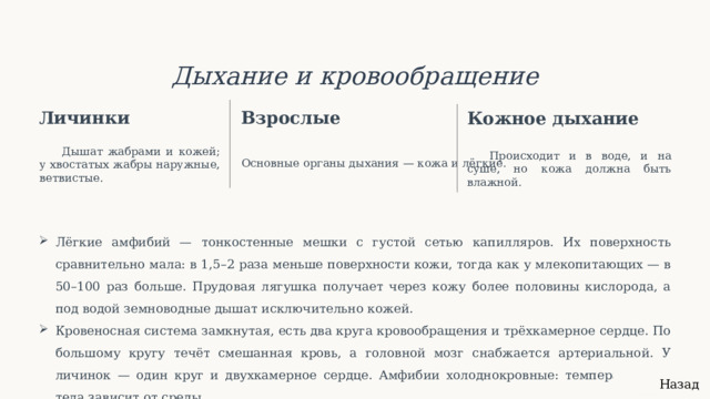  Дыхание и кровообращение Личинки Взрослые Кожное дыхание Дышат жабрами и кожей; у хвостатых жабры наружные, ветвистые. Происходит и в воде, и на суше, но кожа должна быть влажной. Основные органы дыхания — кожа и лёгкие. Лёгкие амфибий — тонкостенные мешки с густой сетью капилляров. Их поверхность сравнительно мала: в 1,5–2 раза меньше поверхности кожи, тогда как у млекопитающих — в 50–100 раз больше. Прудовая лягушка получает через кожу более половины кислорода, а под водой земноводные дышат исключительно кожей. Кровеносная система замкнутая, есть два круга кровообращения и трёхкамерное сердце. По большому кругу течёт смешанная кровь, а головной мозг снабжается артериальной. У личинок — один круг и двухкамерное сердце. Амфибии холоднокровные: температура их тела зависит от среды. Назад 