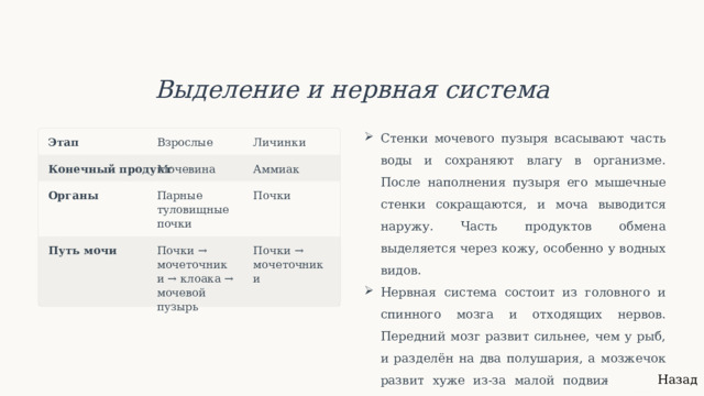  Выделение и нервная система Стенки мочевого пузыря всасывают часть воды и сохраняют влагу в организме. После наполнения пузыря его мышечные стенки сокращаются, и моча выводится наружу. Часть продуктов обмена выделяется через кожу, особенно у водных видов. Нервная система состоит из головного и спинного мозга и отходящих нервов. Передний мозг развит сильнее, чем у рыб, и разделён на два полушария, а мозжечок развит хуже из-за малой подвижности и стереотипности движений. Взрослые Личинки Этап Конечный продукт Мочевина Аммиак Почки Парные туловищные почки Органы Путь мочи Почки → мочеточники → клоака → мочевой пузырь Почки → мочеточники Назад 
