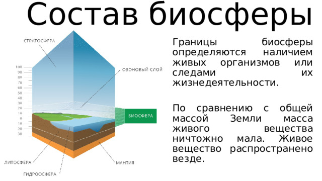 Состав биосферы Границы биосферы определяются наличием живых организмов или следами их жизнедеятельности. По сравнению с общей массой Земли масса живого вещества ничтожно мала. Живое вещество распространено везде. 