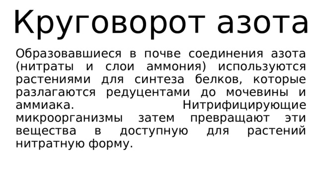 Круговорот азота Образовавшиеся в почве соединения азота (нитраты и слои аммония) используются растениями для синтеза белков, которые разлагаются редуцентами до мочевины и аммиака. Нитрифицирующие микроорганизмы затем превращают эти вещества в доступную для растений нитратную форму. 
