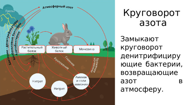 Круговорот  азота Замыкают круговорот денитрифицирующие бактерии, возвращающие азот в атмосферу. 