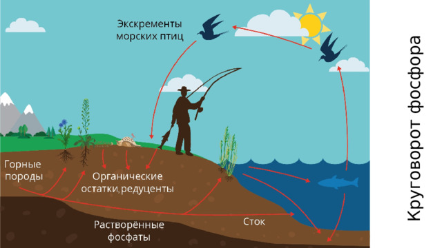 Круговорот фосфора 