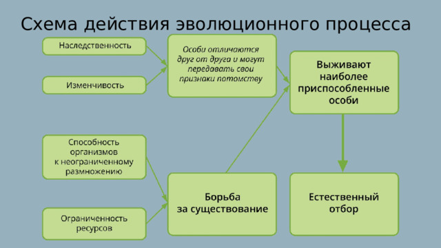 Схема действия эволюционного процесса 