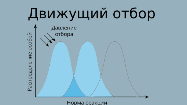 Движущий отбор 
