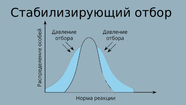 Стабилизирующий отбор 