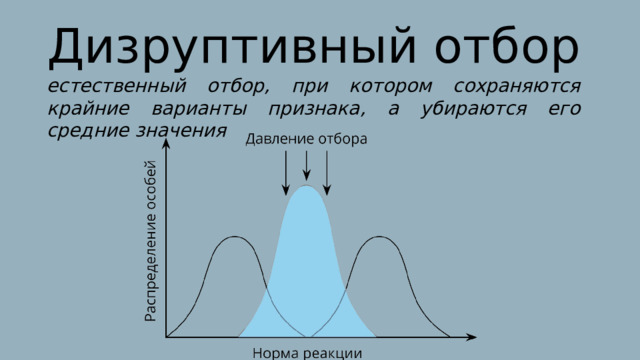 Дизруптивный отбор естественный отбор, при котором сохраняются крайние варианты признака, а убираются его средние значения   