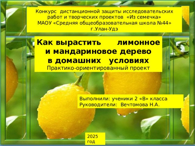 Конкурс дистанционной защиты исследовательских работ и творческих проектов «Из семечка» МАОУ «Средняя общеобразовательная школа №44» г.Улан-Удэ Как вырастить лимонное и мандариновое дерево в домашних условиях Практико-ориентированный проект Выполнили: ученики 2 «В» класса Руководители: Вечтомова Н.А. 2025 год  
