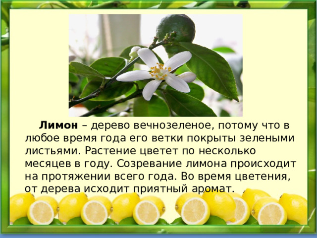   Лимон – дерево вечнозеленое, потому что в любое время года его ветки покрыты зелеными листьями. Растение цветет по несколько месяцев в году. Созревание лимона происходит на протяжении всего года. Во время цветения, от дерева исходит приятный аромат. 