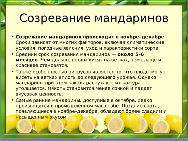 Созревание мандаринов Созревание мандаринов происходит в ноябре–декабре . Сроки зависят от многих факторов, включая климатические условия, погодные явления, уход и характеристики сорта.  Средний срок созревания мандаринов —  около 5–6 месяцев . Чем дольше плоды висят на ветках, тем слаще и красивее становятся.  Также особенностью цитрусов является то, что плоды могут висеть на ветках вплоть до следующего урожая. Однако мандарины при этом как бы распухают, их кожура утолщается, мякоть становится менее сочной и падает вкусовая ценность.  Самые ранние мандарины, доступные в октябре, редко производятся в промышленном масштабе. Поздние сорта, появляющиеся в ноябре–декабре, обладают более сладким и насыщенным вкусом 
