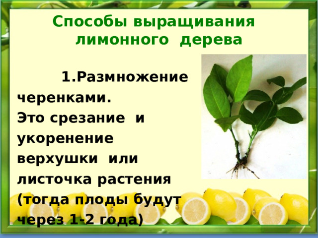 Способы выращивания  лимонного дерева  1.Размножение черенками. Это срезание и укоренение верхушки или листочка растения (тогда плоды будут через 1-2 года) 