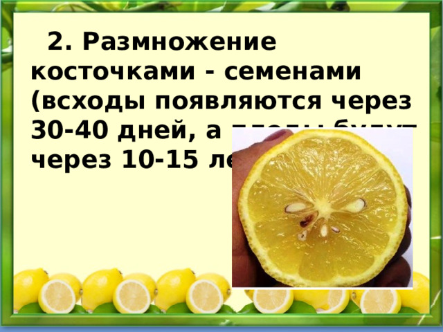  2. Размножение косточками - семенами (всходы появляются через 30-40 дней, а плоды будут через 10-15 лет) 