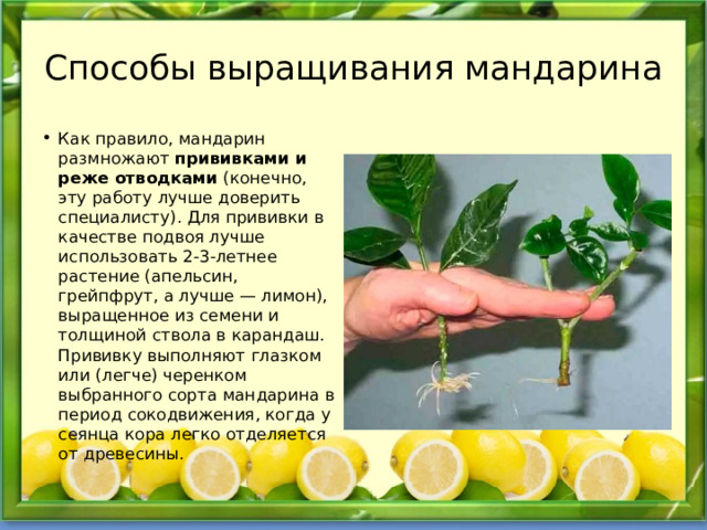 Способы выращивания мандарина Как правило, мандарин размножают  прививками и реже отводками  (конечно, эту работу лучше доверить специалисту). Для прививки в качестве подвоя лучше использовать 2-3-летнее растение (апельсин, грейпфрут, а лучше — лимон), выращенное из семени и толщиной ствола в карандаш. Прививку выполняют глазком или (легче) черенком выбранного сорта мандарина в период сокодвижения, когда у сеянца кора легко отделяется от древесины. 