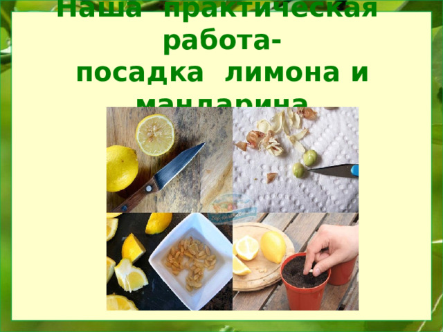 Наша практическая работа-  посадка лимона и мандарина 