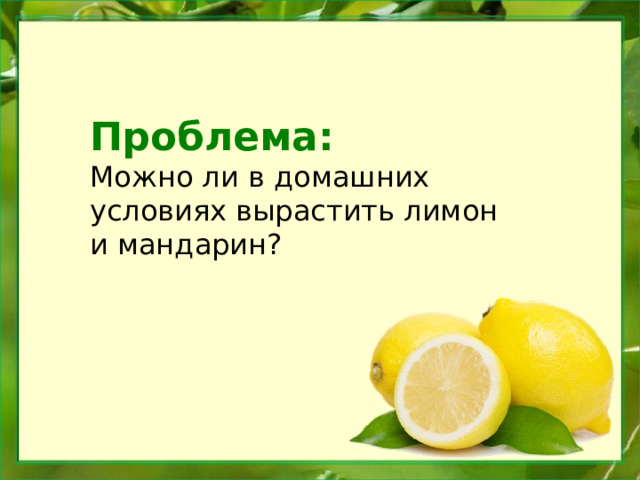  Проблема: Можно ли в домашних условиях вырастить лимон и мандарин? 