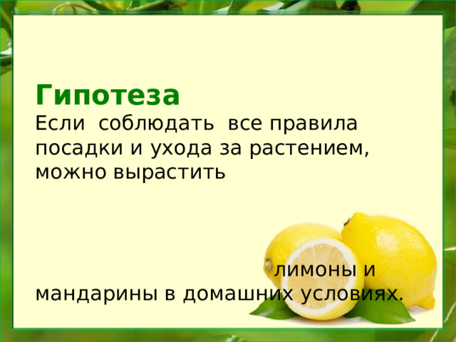 Гипотеза Если соблюдать все правила посадки и ухода за растением, можно вырастить лимоны и мандарины в домашних условиях. 