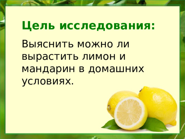 Цель исследования:  Выяснить можно ли вырастить лимон и мандарин в домашних условиях. 
