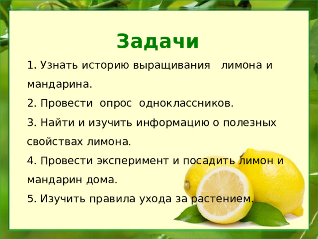  Задачи 1. Узнать историю выращивания лимона и мандарина. 2. Провести опрос одноклассников. 3. Найти и изучить информацию о полезных свойствах лимона. 4. Провести эксперимент и посадить лимон и мандарин дома. 5. Изучить правила ухода за растением.    