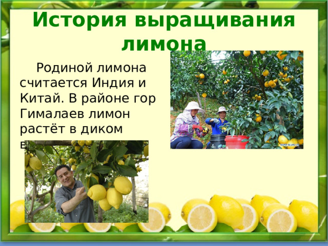 История выращивания лимона  Родиной лимона считается Индия и Китай. В районе гор Гималаев лимон растёт в диком виде. 