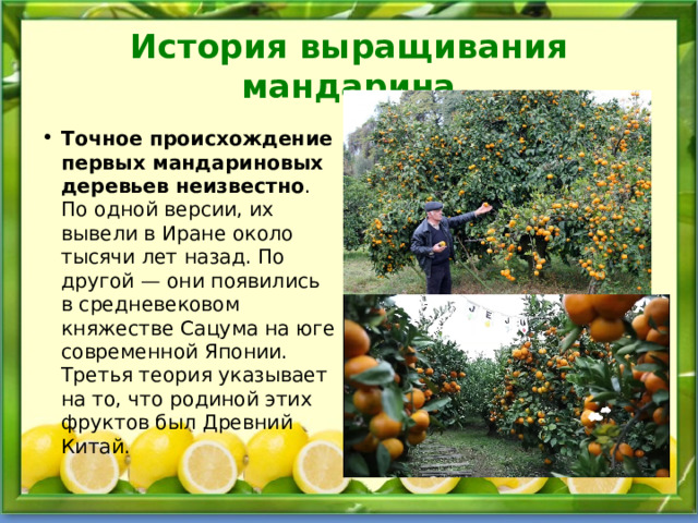 История выращивания мандарина Точное происхождение первых мандариновых деревьев неизвестно . По одной версии, их вывели в Иране около тысячи лет назад. По другой — они появились в средневековом княжестве Сацума на юге современной Японии. Третья теория указывает на то, что родиной этих фруктов был Древний Китай. 