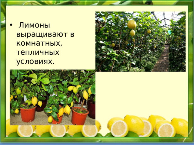  Лимоны выращивают в комнатных, тепличных условиях. 